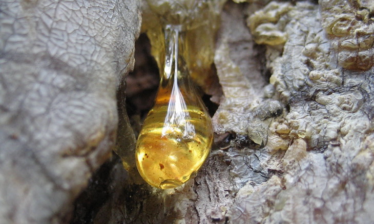Sap from a tree at a park