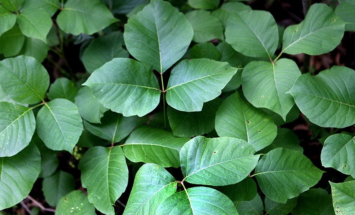 The rash caused by poison ivy is the result of an oil called urushiol.