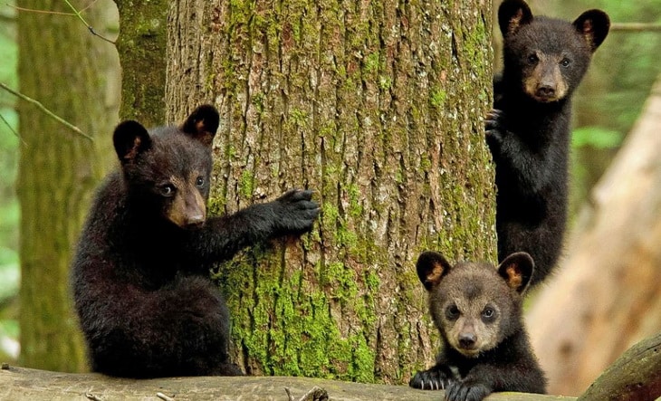 Three adorable Black Bear cubs look gingerly at photographer