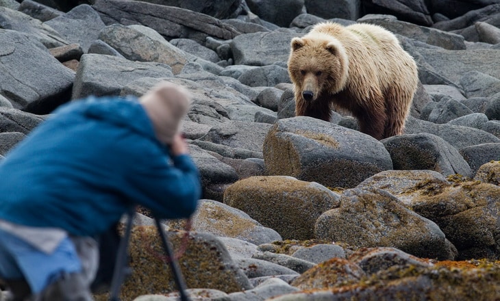 A man photographing a brown bear, Ursus arctos.