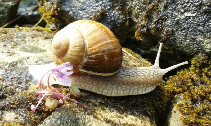eatable-snail