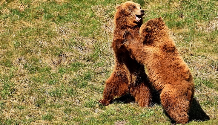 Two european-brown-bears playing