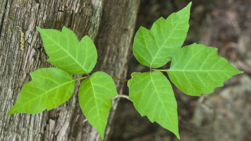 Poison Ivy, Poisonous Plant (Rhus radicans). 