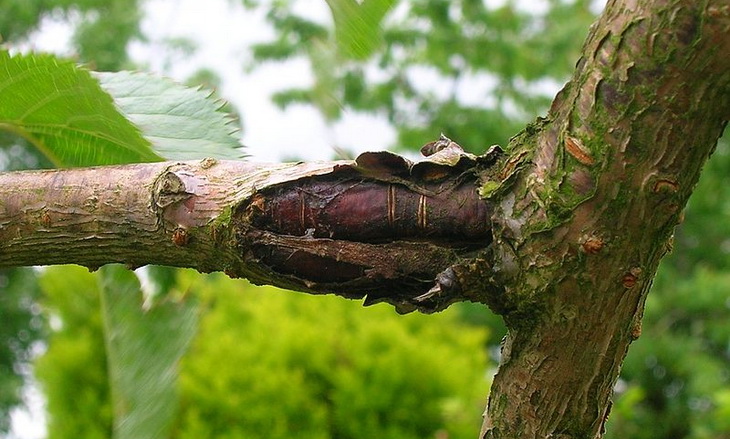 image of bacterial canker on tree