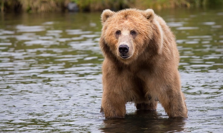 Brown Bear in Body of Water during Daytime