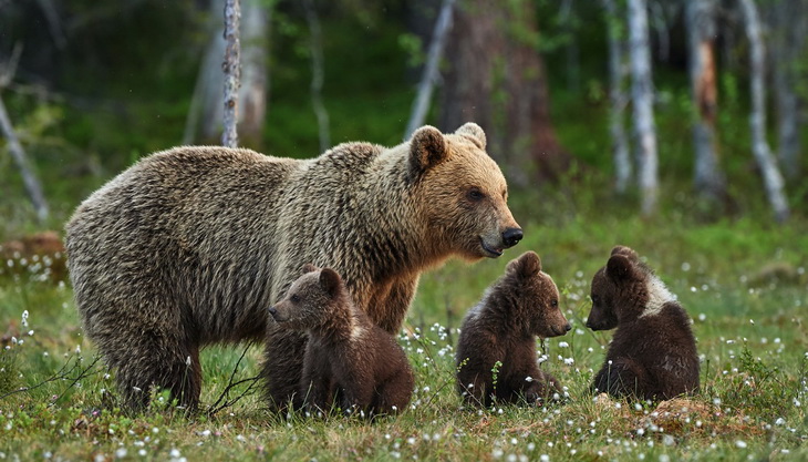mother bear and three small and adorable puppies in the Finnish taiga