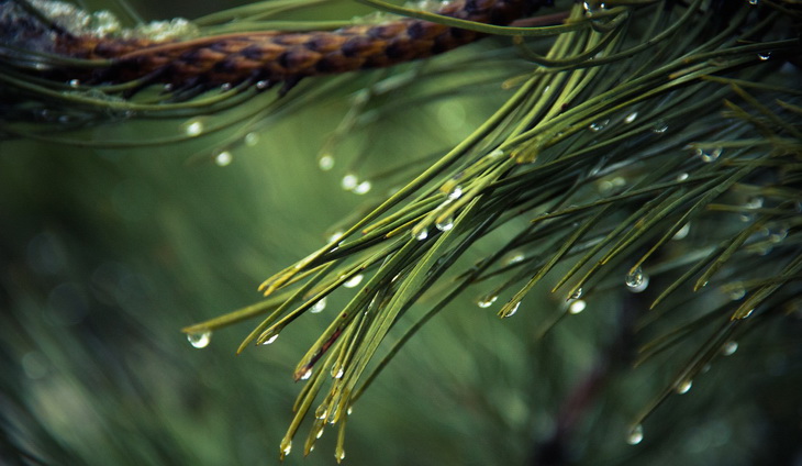 drops of water on green-pine tree