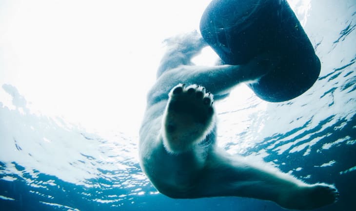 Polar Bear in Body of Water