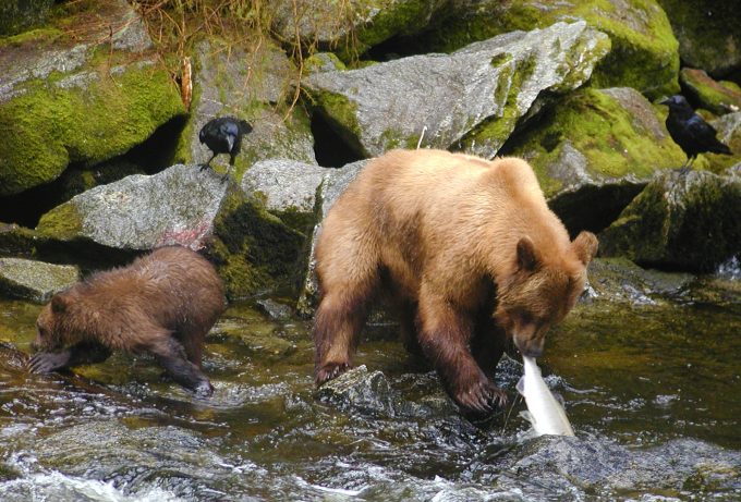wildlife in tongass national park