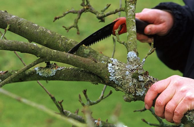 guy sawing a branch