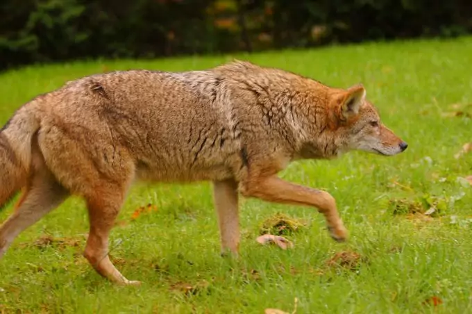 urban coyotes