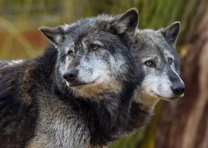 two wolves standing next to each other