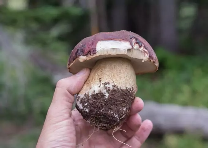 holding a mushroom in hand