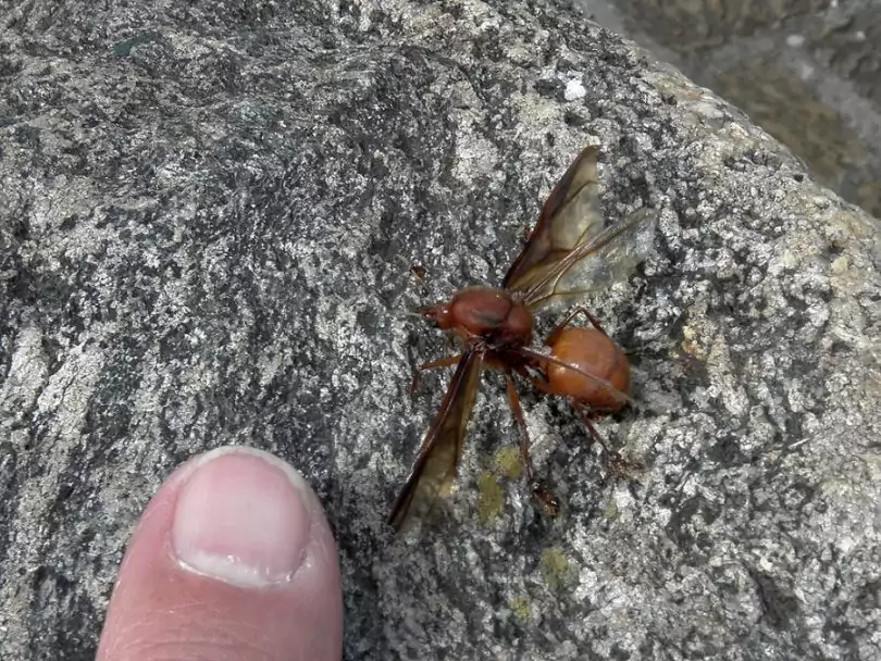 edible ant