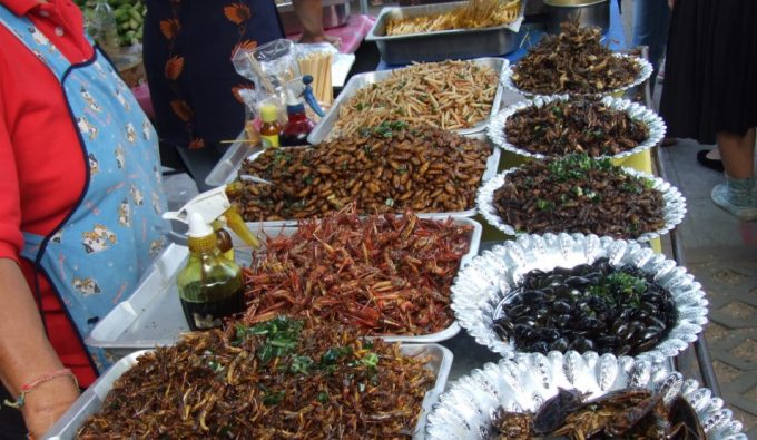 insects you can eat