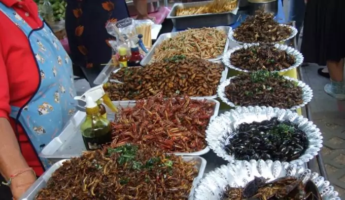 insects you can eat