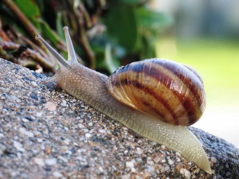 snails and slugs for survival meal