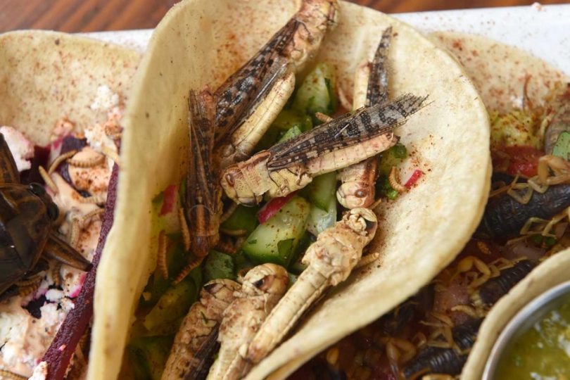 Edible Insects How to Know Which You Can Eat