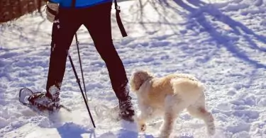 hiker wearing snowshoes on trail with dog