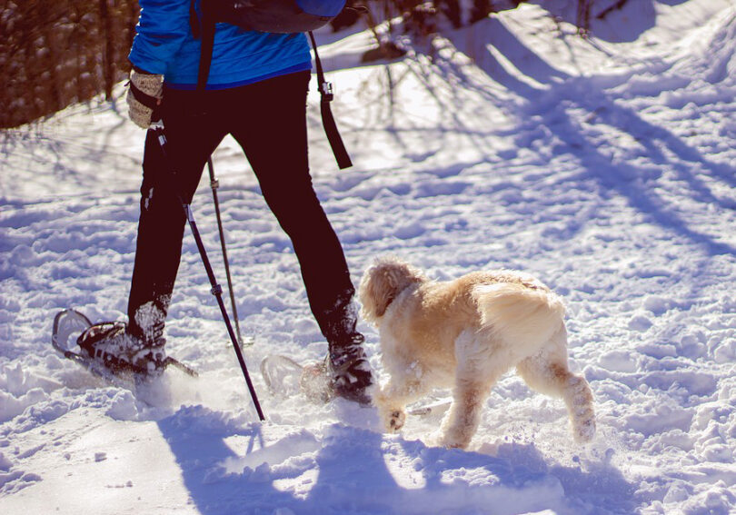 hiker wearing snowshoes on trail with dog