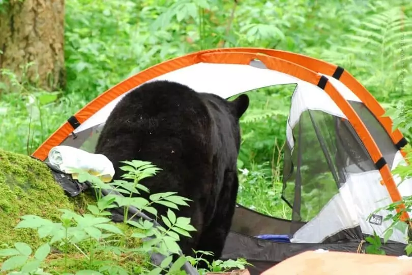 survive bear attack- bear in the tent