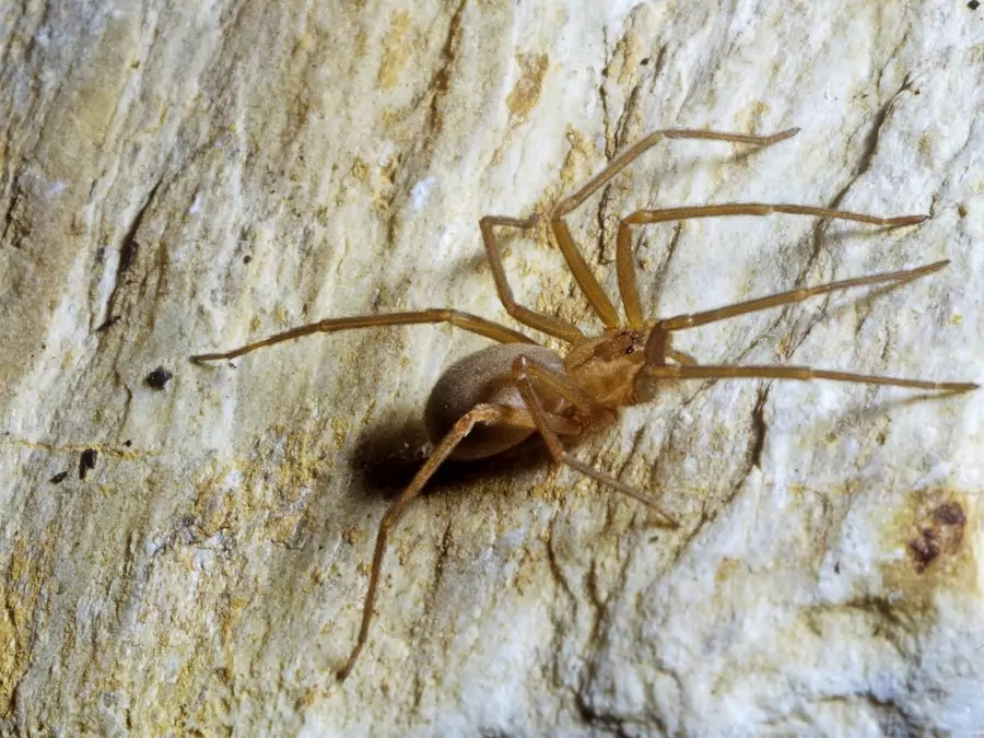 Brown Recluse Spider