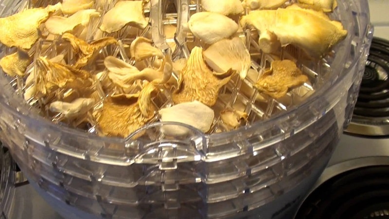 Drying the mushrooms