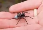 Spider bites treatment
