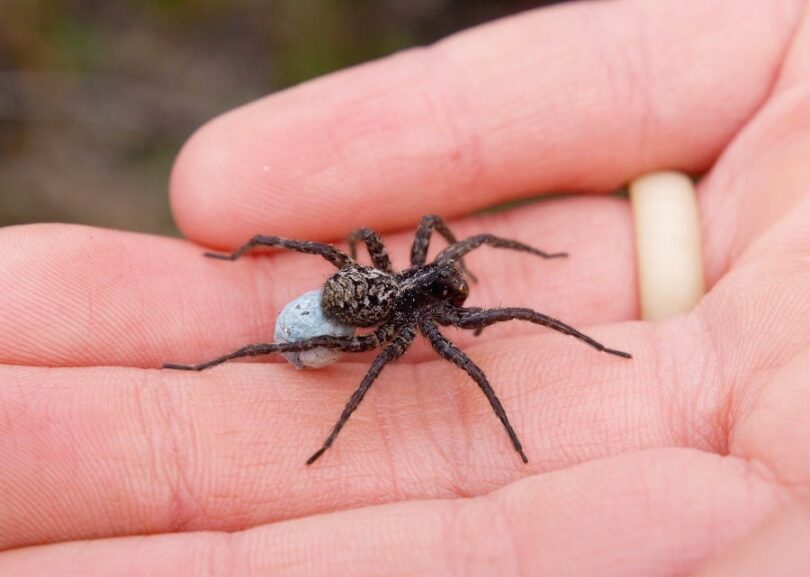 Spider Bites Treatment A Spider Bite Remedy