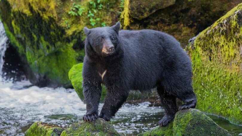 The black bear