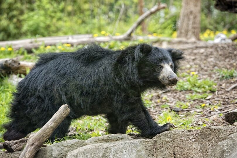 The sloth bear