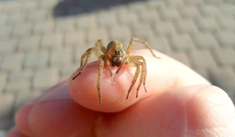 Treatment Of Poisonous Spider Bites