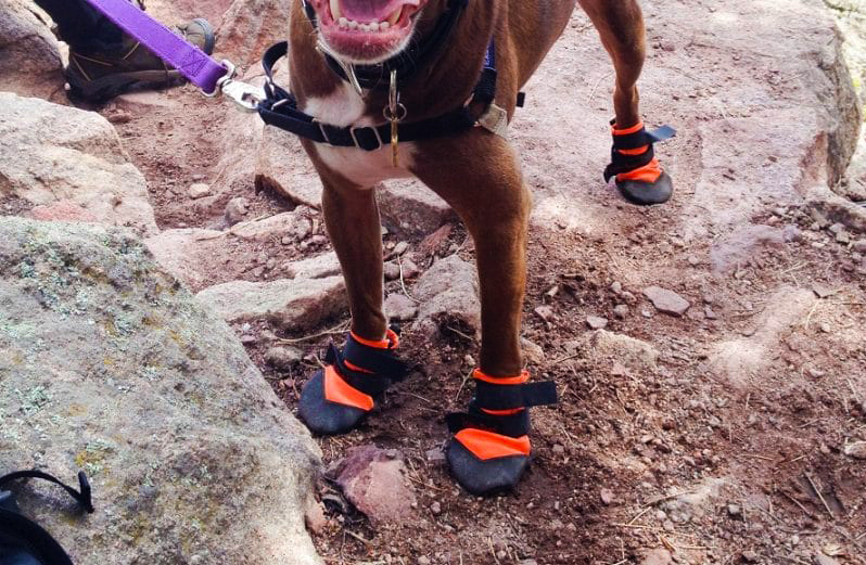 stylish dog walking boots