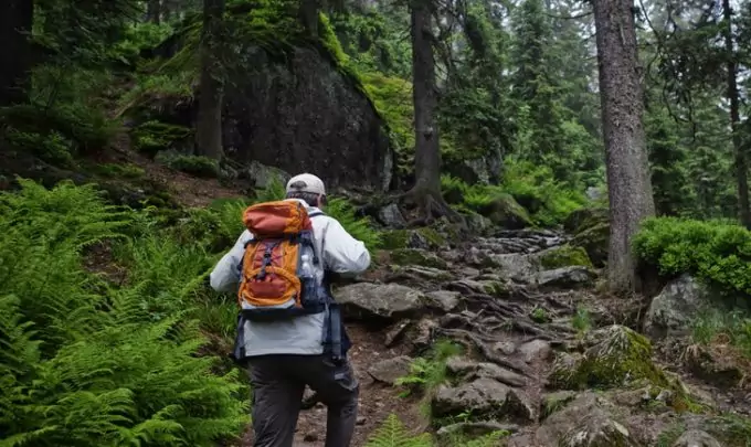 hiker walks through a fairy tale forest