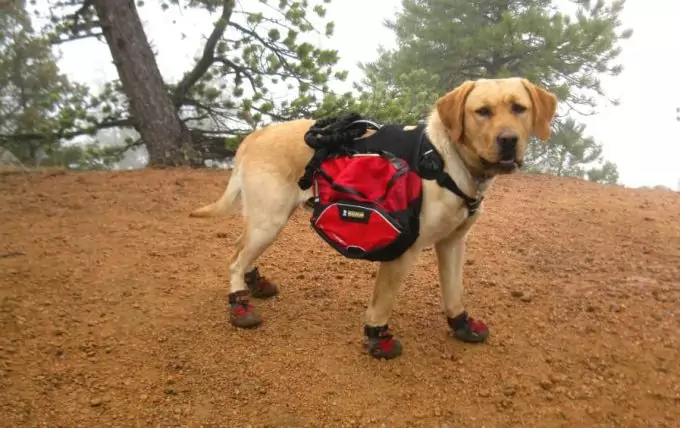 dog wearing hiking boots