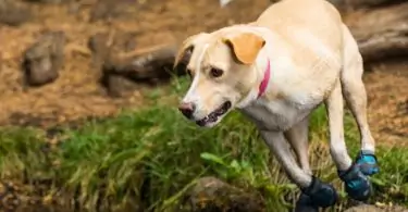 dog wearing hiking boots