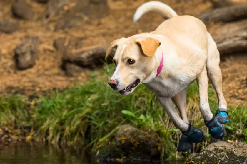 dog wearing hiking boots