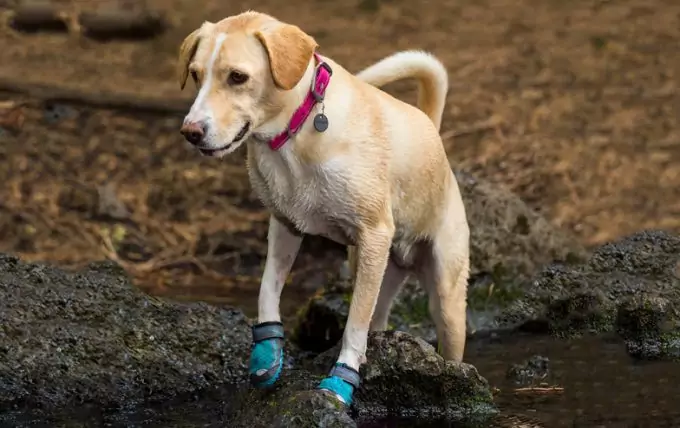 dog with hiking boots in puddle