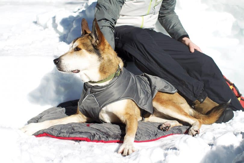 a picture of a dog getting rest on a sleeping system