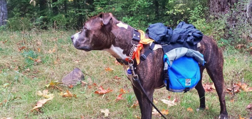 picture of a dog carring a pack