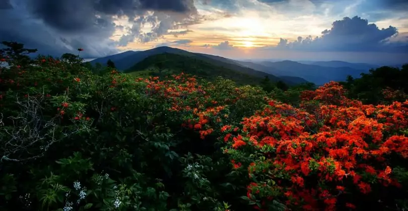 Flame Azaleas along the Appalachian trail at sunset at Roan Highlands on the Tennessee-North Carolina border.