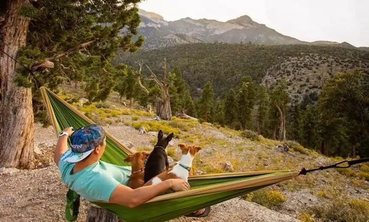 Man-resting-in-hammock-with his dogs