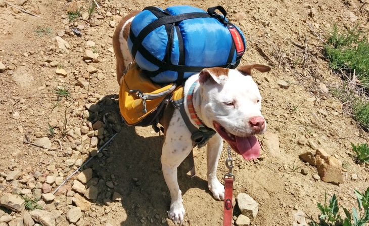 a dog carring a dog sleep system