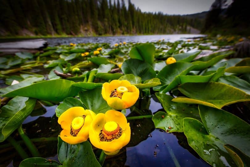 Yellowstone National Park lily pads