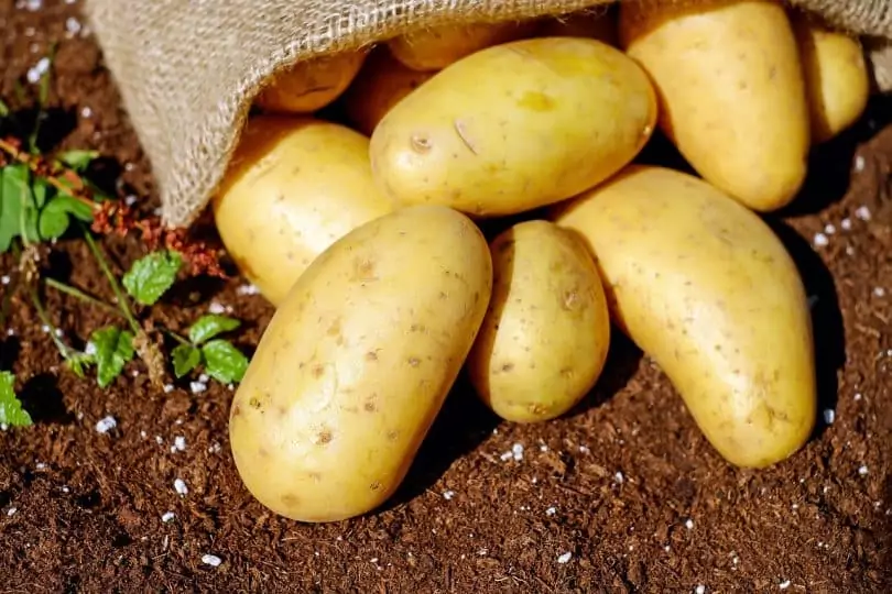 Closeup Photo of Potatoes