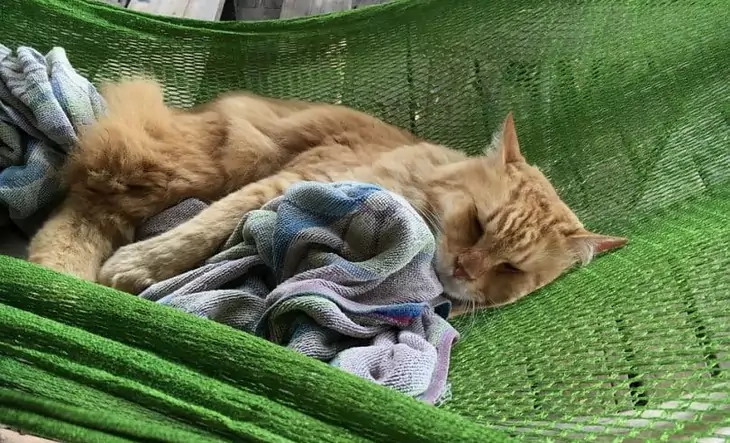 A cat sleeping in a hammock