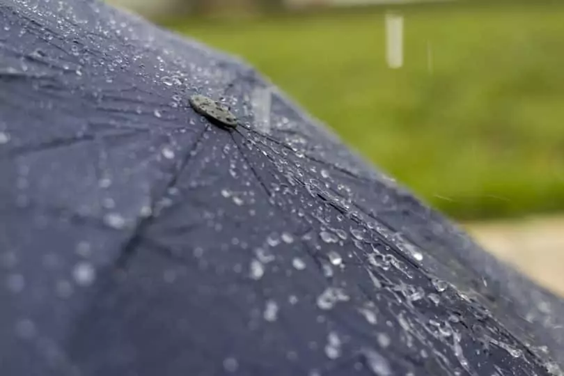 water drops on umbrella