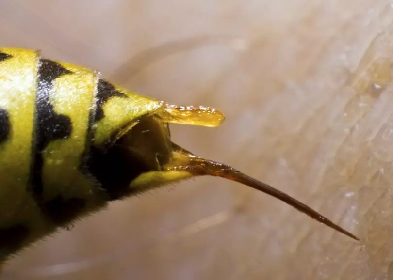 picture of a a bee stinger