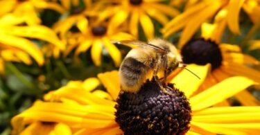 Close-up of Bee on Flower