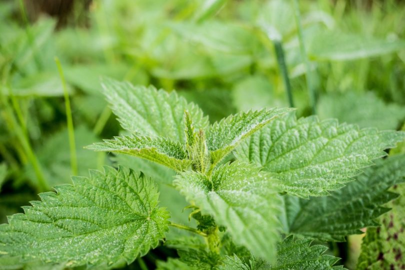 close-up photo of nettles